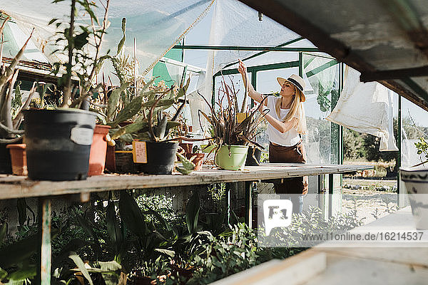 Female owner wearing hat planting on table in greenhouse