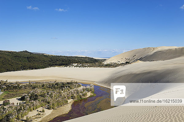 Neuseeland  Blick auf die riesigen Sanddünen von Te Paki