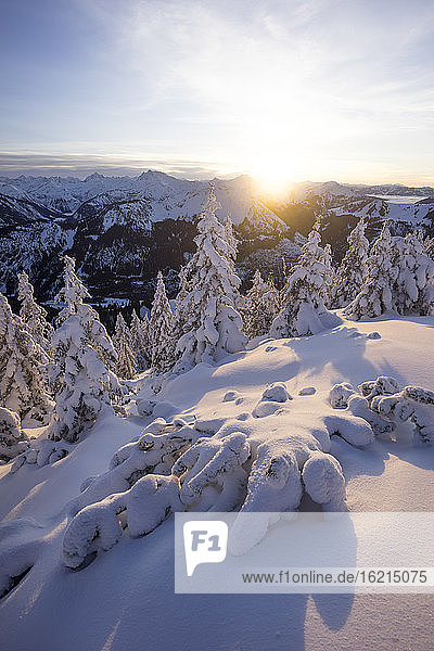 Bäume auf schneebedecktem Berggipfel bei Sonnenuntergang