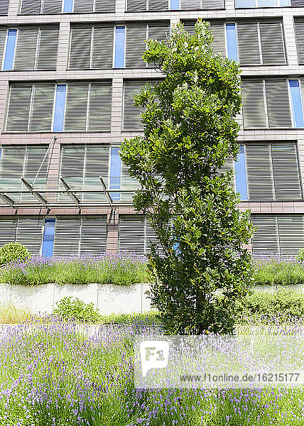 Deutschland  Duisburg  Eiche und Lavendelblüten vor einem Gebäude