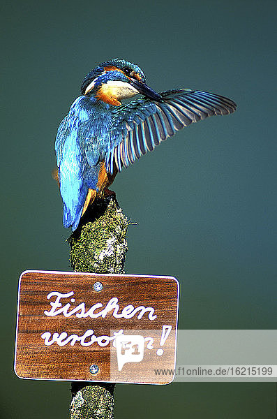 Eisvogel auf Schild Angeln verboten   Nahaufnahme