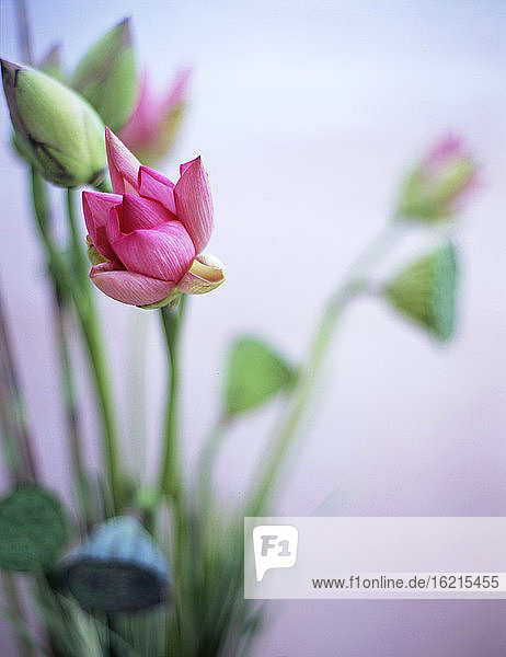 Lotusblüte und Lotusschote