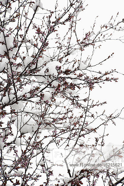 Deutschland  Kirschblütenbaum im Winter