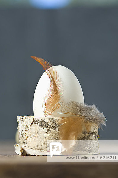 Osterei mit Feder auf Eierbecher  Nahaufnahme