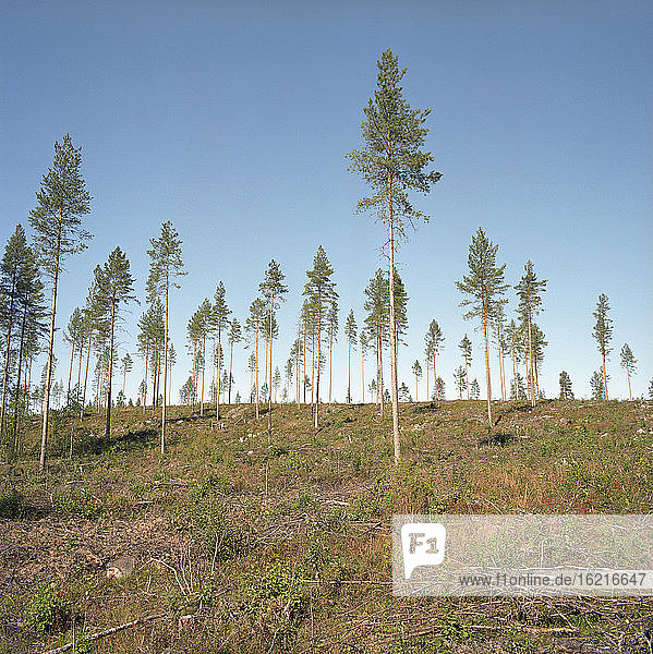 Finland  Tree landscape