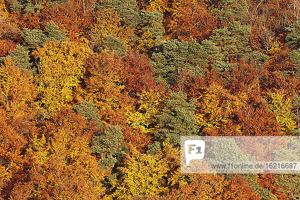 Österreich  Niederösterreich  Wachau  Luftaufnahme eines Waldes im Herbst