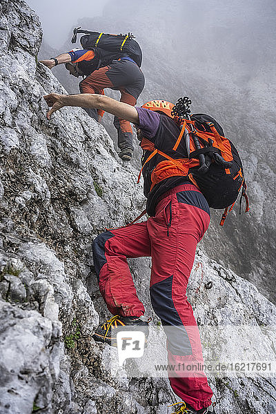 Mature males climbing on rocky mountain during foggy weather  Bergamasque Alps  Italy