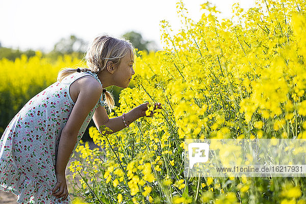 Kleines Mädchen riecht an Rapsblüten  während es auf einem Feld steht