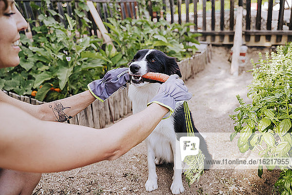 Mid adult woman feeding carrot to border collie in vegetable garden
