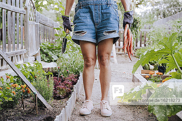 Mid adult woman holding carrots and hand tool while standing in vegetable garden
