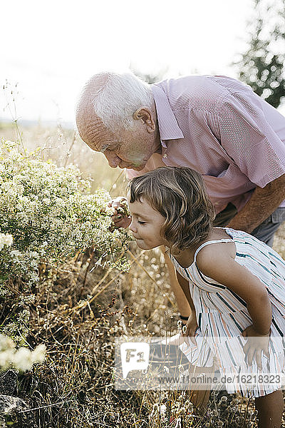 Grandfather with granddaughter smelling flowers in field