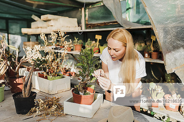 Weiblicher Besitzer mit blondem Haar untersucht Topfpflanze auf Tisch im Gewächshaus