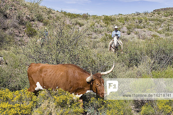 USA  Texas  Dallas  Cowboy und Texas-Langhorn-Kuh (Bos taurus)