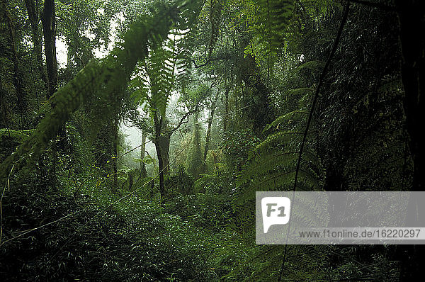 Ostmalaysia  Sabah (Borneo) Poring Hot Springs - Regenwald
