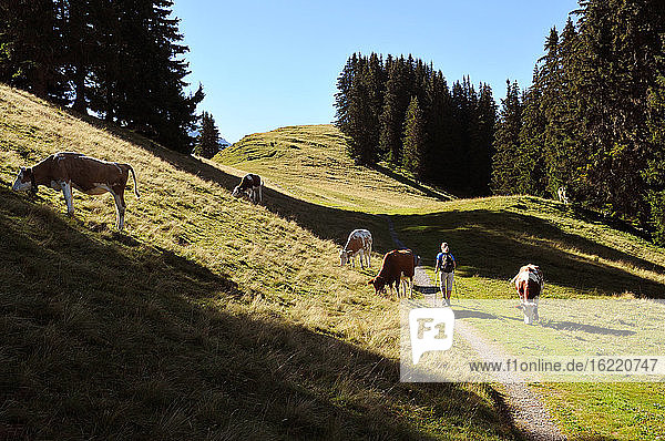 Switzerland  Berne canton  Hight-Simmental region  hikers on a path where cows are grazing in the alpine pastures