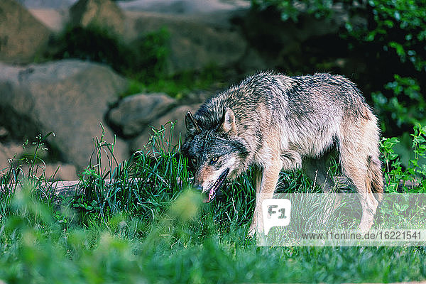 Porträt eines Wolfes in der Natur  Ariege  Pyrenäen  Okzitanien  Frankreich