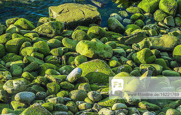 Frankreich  Bretagne  Douamenez  Finistere  mit Grünalgen bewachsene Steine bei Ebbe an einem Strand