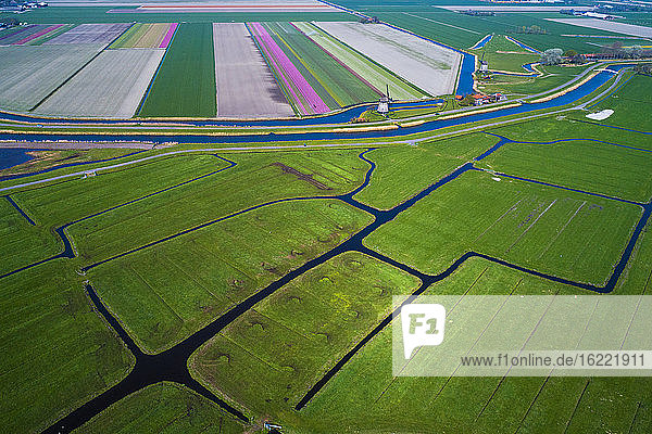 Europe, Nederlands, tulips fields, Schermerhorn