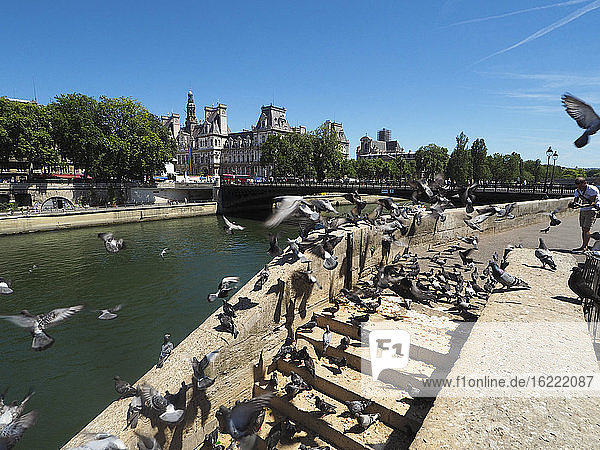 Pigeons still invading the city thanks to abundant food like here at Quai de Corse  Paris  France