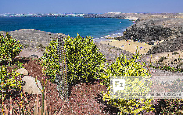 Spanien  Kanarische Inseln  Insel Lanzarote  Vegetation am Meer