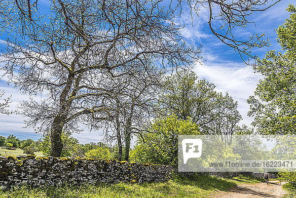 Frankreich  Lot  Regionaler Naturpark Causses von Quercy  Sensibler Naturraum von Brauhnie  kleine Steinmauer in einem Schafspark und ein Weg