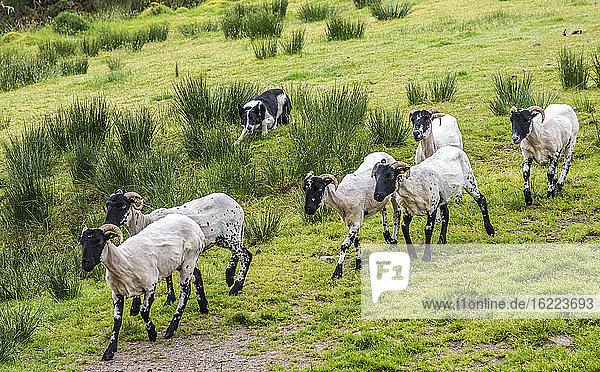 Republik Irland  Grafschaft Kerry  Iveragh Paninsula  Ausbildung eines Hütehundes (Border Collie)  Suffolk-Schafe