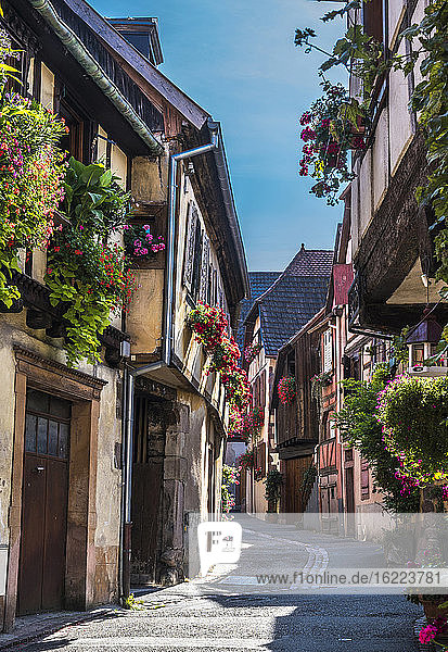 Frankreich  Elsass  Weinstraße  Ribeauville  Straße mit Fachwerkhäusern und Blumen