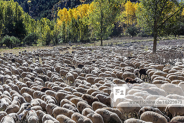 : Spanien  Autonome Gemeinschaft Aragonien  Provinz Teruel  Sierra de Albarracin Comarca  Sierra de Albarracin  Naturschutzgebiet Montes Universales  Schafherde