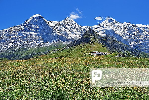 Bergwiese auf dem Männlichen mit Dreigestirn Eiger  Mönch und Jungfrau-Massiv  Wengen  Jungfrau-Region  Berner Oberland  Kanton Bern  UNESCO-Weltnaturerbe  Schweiz  Europa