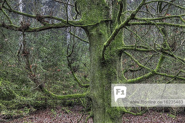 Knorriger und bemooster Baum im Wald  Riedschachen  Bad Schussenried  Baden-Württemberg  Deutschland  Europa