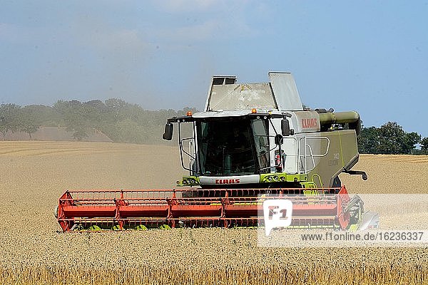 Combine harvester during grain harvest at Ystad  Scania  Sweden  Europe