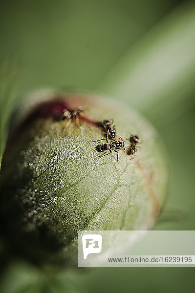 Ameisen auf Blütenknospe