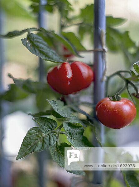 Rote Tomaten an einer Tomatenpflanze