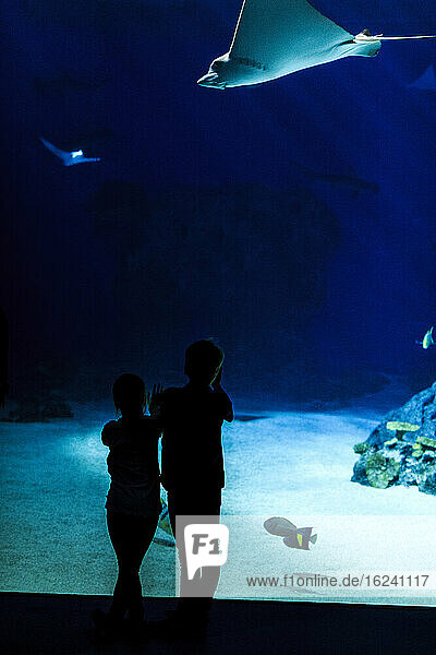 Children looking at fish in aquarium