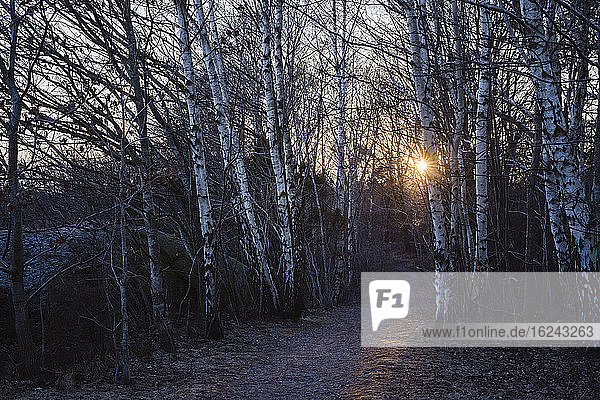 Birkenwald bei Sonnenuntergang