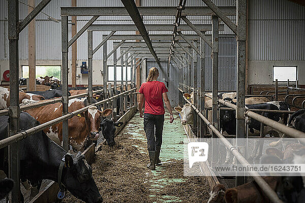 Teenage girl in cowshed