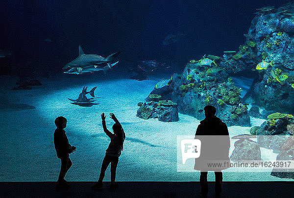 Children looking at fish in aquarium