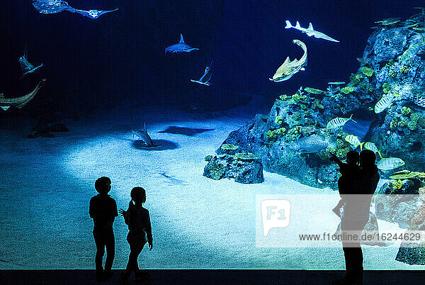 Family looking at fish in aquarium