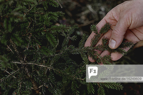 Hand holding pine twig