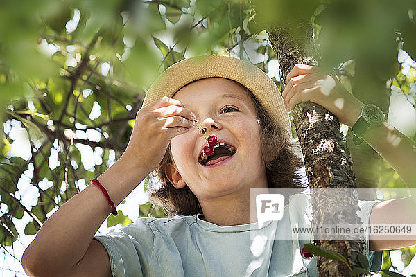 Girl eating cherries on tree