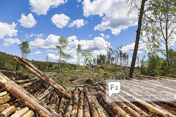 View of cut forest with logs on foreground