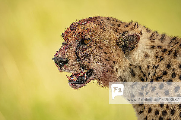 Close-up portrait of cheetah (Acinonyx jubatus) with head covered in blood after feeding; Tanzania