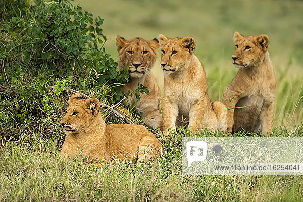 Vier Löwenbabys (Panthera leo) im Gras sitzend und liegend; Kenia