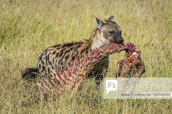 Spotted hyena (Crocuta crocuta) walking across savanna carrying bones of carcass in mouth in Tanzania