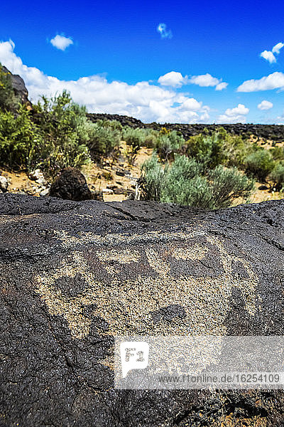 Petroglyphen auf Vulkangestein mit Salbeibusch im Hintergrund  Piedras-Marcadas-Canyon  Petroglyphen-Nationaldenkmal an einem sonnigen Frühlingsnachmittag; Albuquerque  New Mexico  Vereinigte Staaten von Amerika