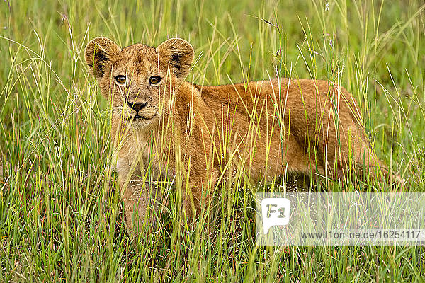 Porträt eines Löwenjungen (Panthera leo)  der im langen Gras steht und durch das Gras in die Kamera schaut; Tansania