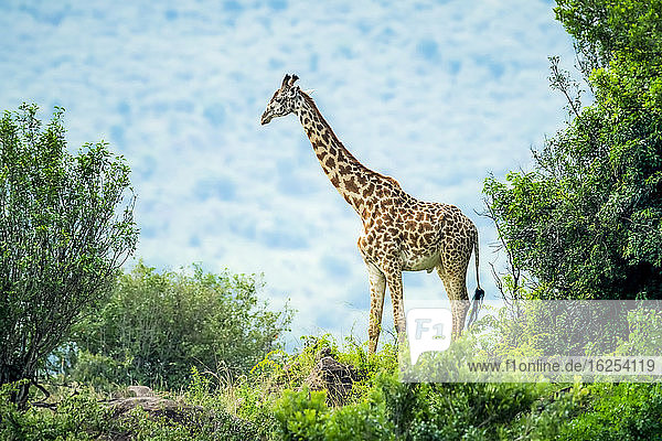 Masai-Giraffe (Giraffa camelopardalis tippelskirchii) zwischen Büschen stehend; Kenia