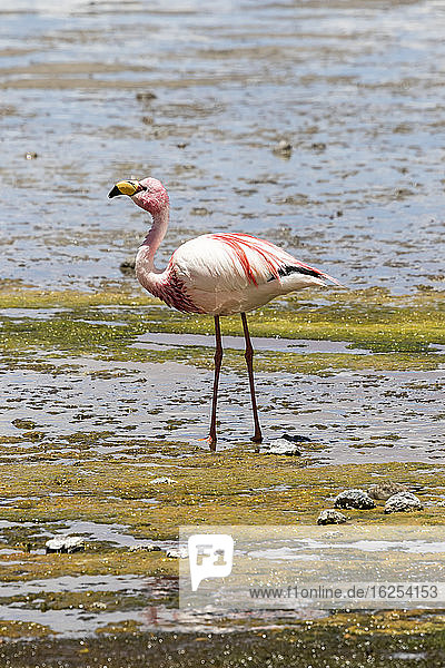 Watende Flamingos in der Laguna Colorada  Eduardo-Avaroa-Nationalpark; Abteilung Potosi  Bolivien