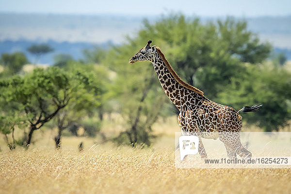 Masai-Giraffe (Giraffa camelopardalis tippelskirchii)  die an einem sonnigen Tag durch langes Gras in der Savanne läuft; Tansania