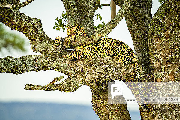 Leopard (Panthera pardus) liegt in einem Baum  entspannt sich und ruht Kopf und Pfote auf einem Ast aus; Tansania